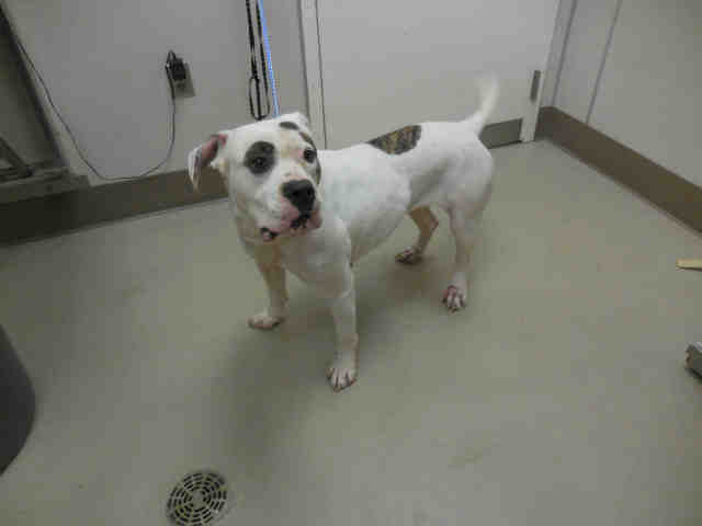 white with brown spots dog